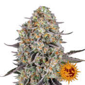 Barney's Farm Sour Strawberry feminized cannabis seeds (3 seeds pack)